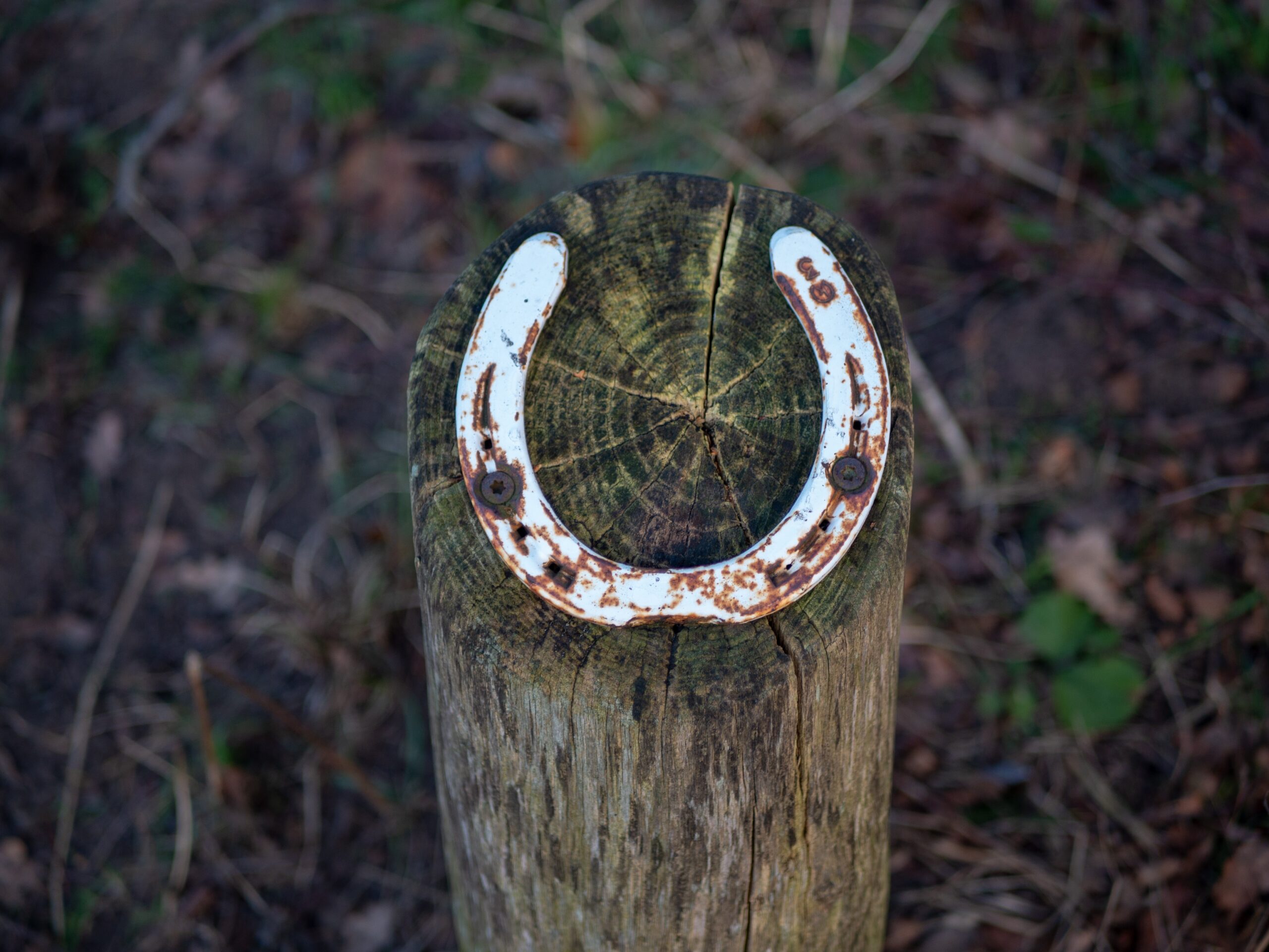 white horseshoe on wood log